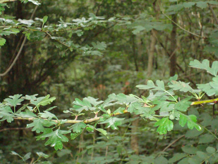 DSC01336